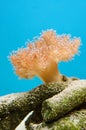 Leather Mushroom coral Royalty Free Stock Photo