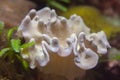 Leather mushroom coral (Sarcophyton sp). Royalty Free Stock Photo