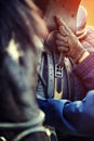 Leather saddle horse getting ready close up detail Royalty Free Stock Photo