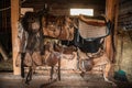 Leather saddles, soft blankets, steel stirrups and other riding equipment in the wooden stable on the ranch Royalty Free Stock Photo