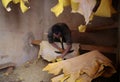 Leather tanner worker in Fez