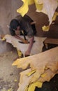 Leather tanner worker in Fez vertical Royalty Free Stock Photo