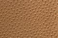 Leather texture of ostrich skin