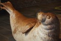 Leather toy seal in an oceanarium in Denmark Royalty Free Stock Photo