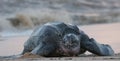 Leatherback sea turtle Royalty Free Stock Photo