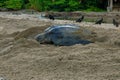 Leatherback turtles at Grande Riviere beach in Trinidad and Tobago at sunrise