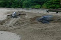 Leatherback turtles at Grande Riviere beach in Trinidad and Tobago at sunrise