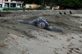 Leatherback turtle at Grande Riviere beach in Trinidad and Tobago at sunrise