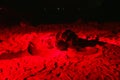 Leatherback turtle laying eggs at Grande Riviere beach in Trinidad and Tobago