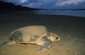 Leatherback Turtle on beach