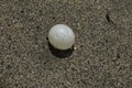 Leatherback turtle egg on Grande Riviere beach in Trinidad and Tobago