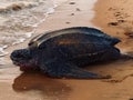 Leatherback turtle on french guyana beach