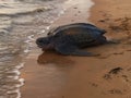 Leatherback turtle on french guyana beach