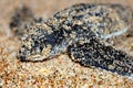 Leatherback Turtle Hatchling Royalty Free Stock Photo