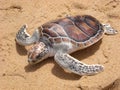 Leatherback turtle on Phuket beach