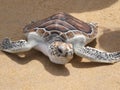 Leatherback turtle on Phuket beach