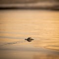 Leatherback turtle reaching the open sea beach at sunset Trinidad Royalty Free Stock Photo