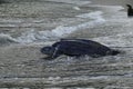 Leatherback turtle in the sea at Grande Riviere beach in Trinidad and Tobago at sunrise