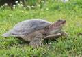 Soft-Shelled Turtle Royalty Free Stock Photo