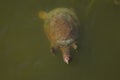 Leatherback Turtle swimming along in Cape Canaveral Royalty Free Stock Photo