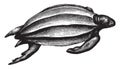 Leatherback turtle, vintage illustration