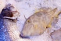 Leatherjacket fish on display in fish market Royalty Free Stock Photo