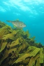 Leatherjacket and kelp forest Royalty Free Stock Photo