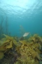 Leatherjacket among seaweeds Royalty Free Stock Photo