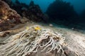 Leathery anemone (heteractis crispa) and anemonefish in the Red Sea. Royalty Free Stock Photo