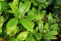 Leathery light green shiny leaves of Swamp Azalea plant, also called Clammy Azalea or Swamp Honeysuckle
