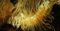 Leathery Sea Anemone, heteractis crispa Royalty Free Stock Photo