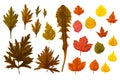 A set of autumn yellow, red and brown leaves of various plants