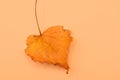 leave in autumn colours on beige background - autumn Royalty Free Stock Photo