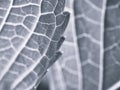 Leave in black and white background , nature leaf ,macro image ,vintege blurred background ,old style photo for card design Royalty Free Stock Photo