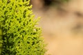 Leave of Chimese Orientali, Platycladus Orientalis, pine tree, christmas tree. Leaf background and texture with copy space