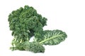 Leave of kale cabbage Royalty Free Stock Photo