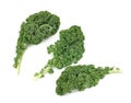 Leave of kale cabbage Royalty Free Stock Photo