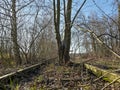 Leave old rusted railway line with plants inside