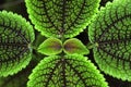 Leave pattern of Pilea crassifolia