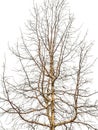 Leave Less Tree Isolated Photo Royalty Free Stock Photo