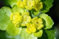 Leaved golden saxifrage Royalty Free Stock Photo