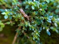 Leaved Gratiola or water hyssop is a plant belonging to the family, Scrophulariaceae. It is a succulent with lots of food reserves Royalty Free Stock Photo