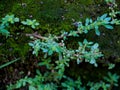 Leaved Gratiola or water hyssop is a plant belonging to the family, Scrophulariaceae. It is a succulent with lots of food reserves Royalty Free Stock Photo