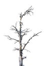 Leaveless Forest Tree Isolated Royalty Free Stock Photo