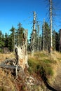 Leaveless spruces on the trail in the mountains Royalty Free Stock Photo