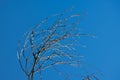 Leaveless Tree and Blue Sky Royalty Free Stock Photo
