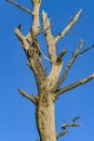 Leaveless Tree at Blue Sky Royalty Free Stock Photo