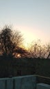 Leaveless tree in spring time at sunset time Royalty Free Stock Photo