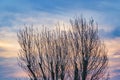 Leaveless Tree and Sunset Sky Royalty Free Stock Photo