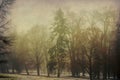 Leaveless trees in the park after the first snow Royalty Free Stock Photo
